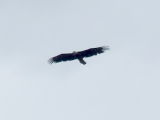 zoomed-in eagle
